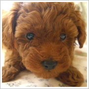 �������L