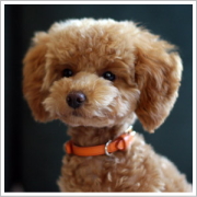 �����F�W���[�i��