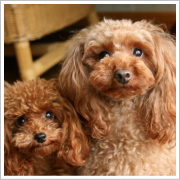 �������݂�[��Happy*Life